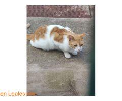 Encontrado en Paseo de chil / 4