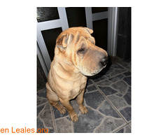 Ya adoptado