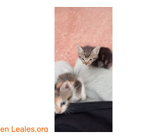 HERMANITOS BUSCAN FAMILIA / 1