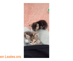 HERMANITOS BUSCAN FAMILIA / 2