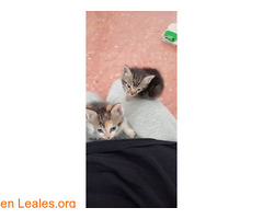 HERMANITOS BUSCAN FAMILIA / 3
