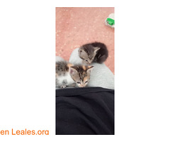 HERMANITOS BUSCAN FAMILIA / 4