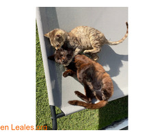 Gatos machos hermanos buscan familia / 1