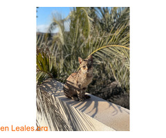 Gatos machos hermanos buscan familia / 4