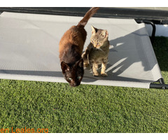Gatos machos hermanos buscan familia / 6