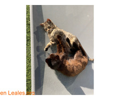 Gatos machos hermanos buscan familia / 7
