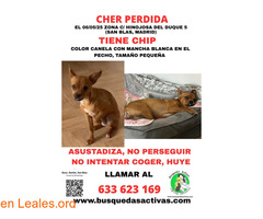 CHER PERDIDA