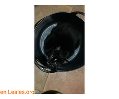 Gato ya en casa / 1
