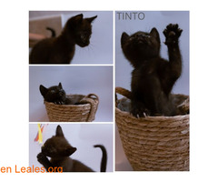Tino en adopción / 1