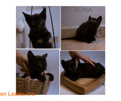 Runa en adopción / 1