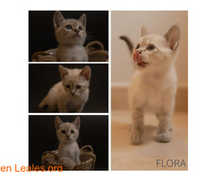 Flora en adopción / 1