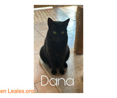 Dana en adopción / 1
