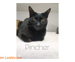 Pincher en adopción / 1