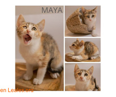 Maya en adopción / 1