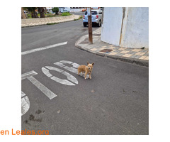 Perro encontrado en Playa de Vargas / 1