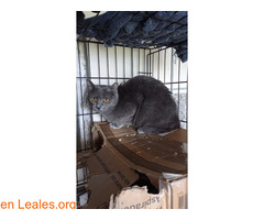 Griseta en adopcion / 1