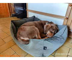 RUBELLO ADOPTADO
