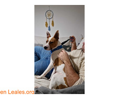 Rea adopción / 5