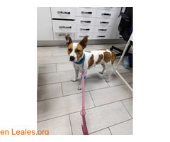 Rea adopción / 9