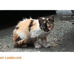 Gatita 4 meses / 1