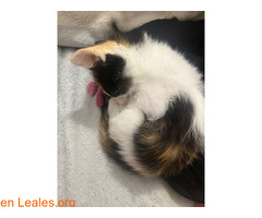 Esta gatita necesita un hogar / 2