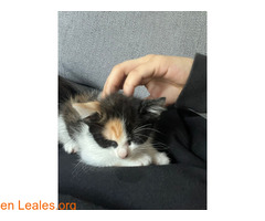 Esta gatita necesita un hogar / 3