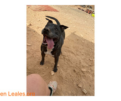 ¡Noelia busca familia! / 2
