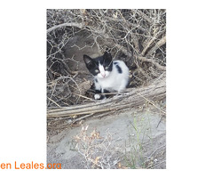 Gatito/a 3 meses / 3