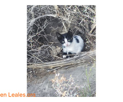 Gatito/a 3 meses / 4