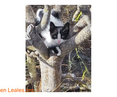 Gatito/a 3 meses / 2