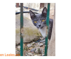 Gatita de 5 meses / 1