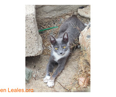 Gatita de 5 meses / 2