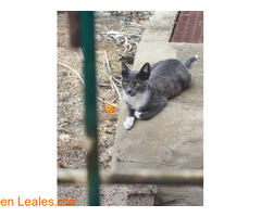 Gatita de 5 meses / 3