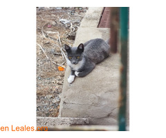 Gatita de 5 meses / 4