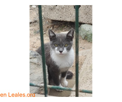 Gatito 5 meses busca adopción / 1
