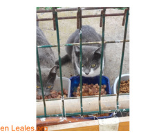Gatito 5 meses busca adopción / 2