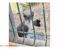 Gatito 5 meses busca adopción / 3