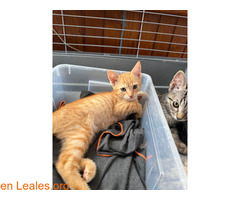 Gatita en adopción responsable / 1
