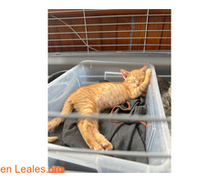 Gatita en adopción responsable / 2