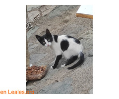 Gatito/a 3 meses / 1