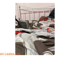 Gatito en adopción / 1