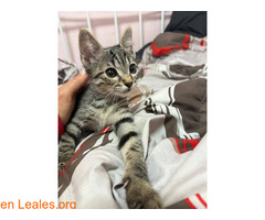 Gatito en adopción / 2