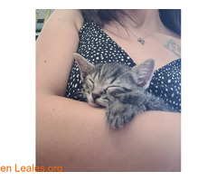 Gatito en adopción / 3