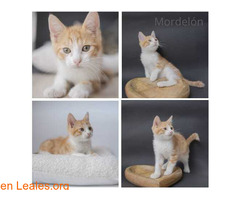 Mordelón en adopción / 1