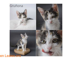 Gruñona en adopción / 1