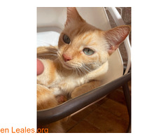 Gatita en adopción / 1
