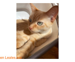 Gatita en adopción / 2