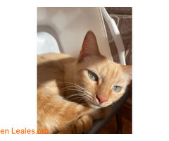 Gatita en adopción / 3