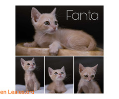 Fanta en adopción / 1