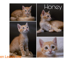 Honey en adopción / 1